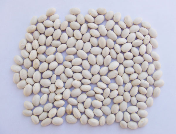 White Kidney Beans (Japanese type)